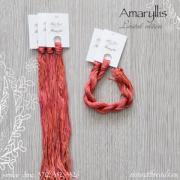 Amaryllis