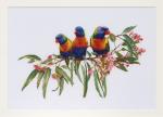 Lorikeets