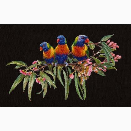Lorikeets - Black