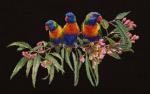 Lorikeets - Black
