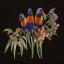 Lorikeets - Black