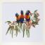 Lorikeets - Linen