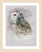 Snowy Owl