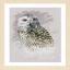 Snowy Owl