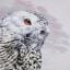 Snowy Owl