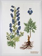 Ranunculaceae