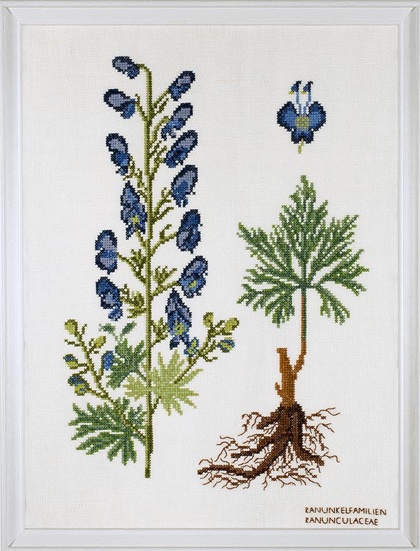 Ranunculaceae