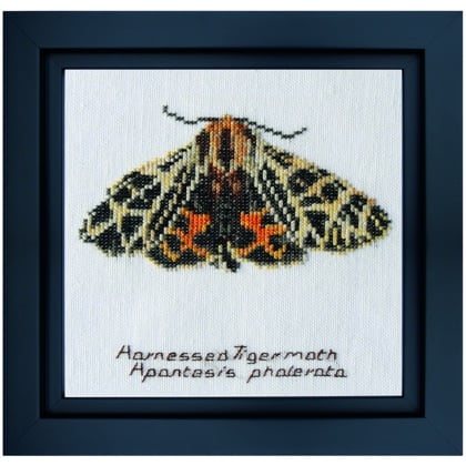 Harnessed Tiger moth