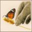 Hand & Butterfly