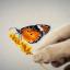 Hand & Butterfly