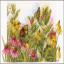 Butterflies & coneflowers