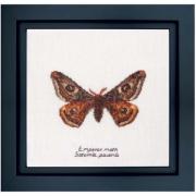 Emperor moth