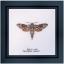 Sphinx moth
