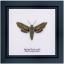 Spurge Hawk moth