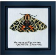 Harnessed Tiger moth