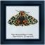 Harnessed Tiger moth