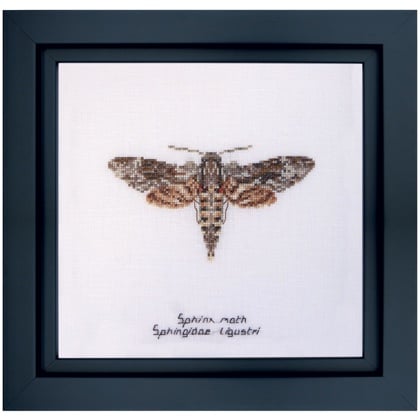 Sphinx moth