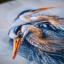 Great Blue Herons