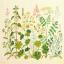 Lady's Mantle