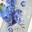 Blue Bird