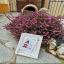 Spring Gnome