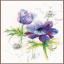 Blue Anemones