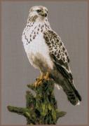 Falcon