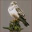 Falcon