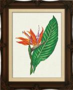 Bird of Paradise - Au Naturel