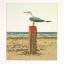Seagull