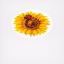 Greeting Cards: Summer Flowers