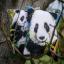 Front Cushion: Panda