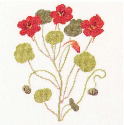Nasturtium