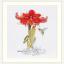 Amaryllis