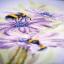 Dancing Bees