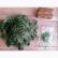 Silk Thread - Pine