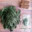 Silk Thread - Pine