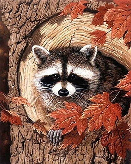 Racoon in the Tree