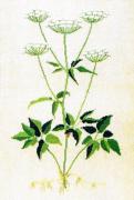 Goutweed