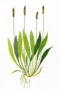 Plantain