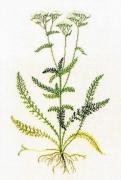 Yarrow