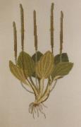 Green Plantain