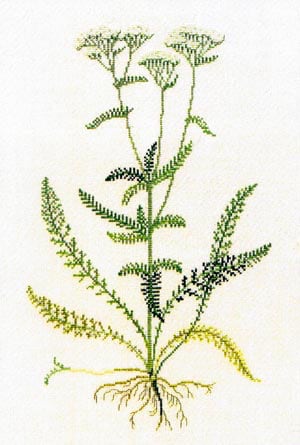 Yarrow