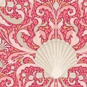 Scallop Shell Coral