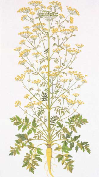 Parsnip