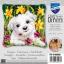 Westie in daffodils