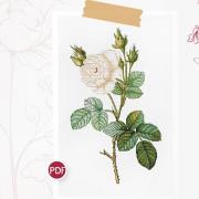 White Rose