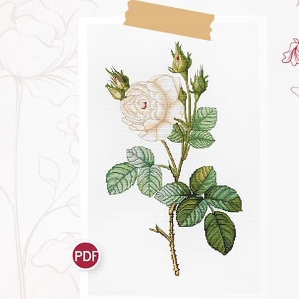 White Rose