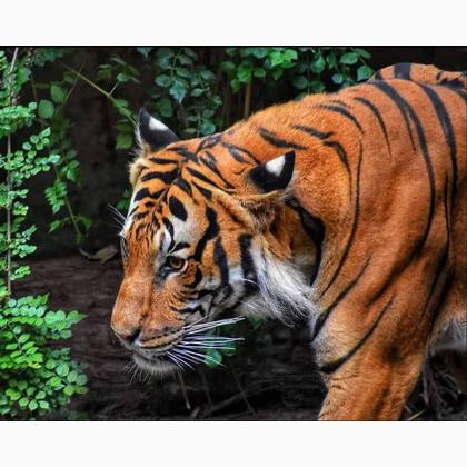 Jungle King