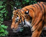 Jungle King